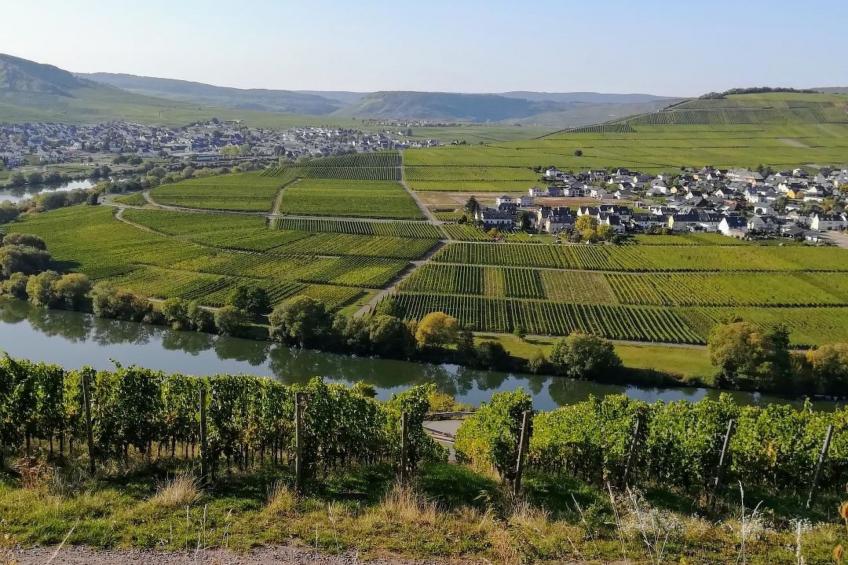 Auszeit Trittenheim - foto 13