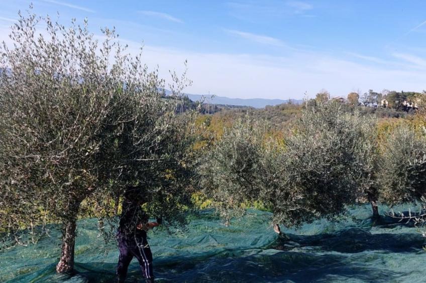 Flache Linde - foto 51