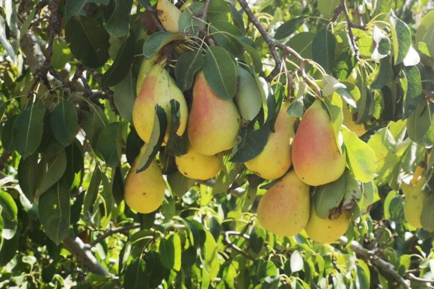 Villacinisi - foto 19