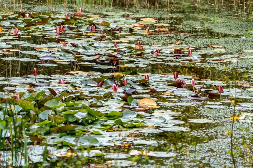 "Vicente" - 14km to the inlet - foto 11