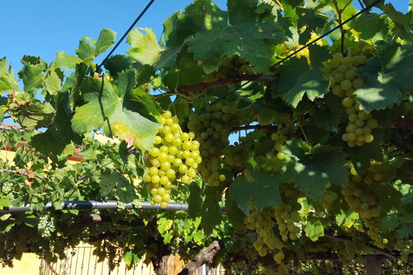 Schöne Villa mit Garten und Biodesign-Pool - foto 19