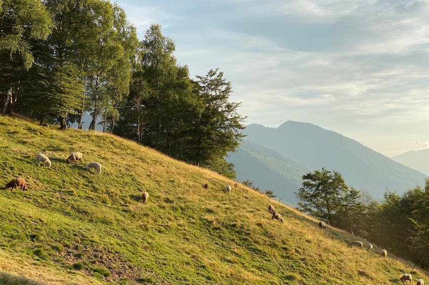Typisches Tessiner Landleben im Centovalli - foto 15