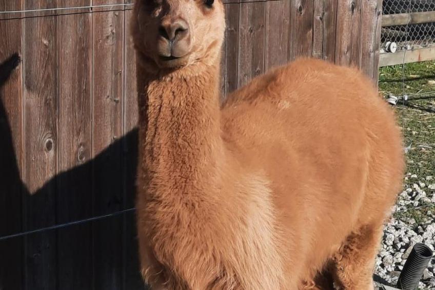 Haslers Hof - foto 23