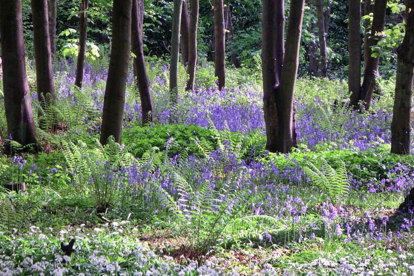 Ingleby Manor - Manor Cottage - foto 15