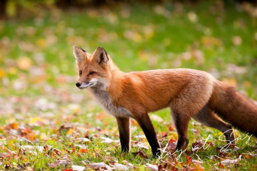 RCN de Jagerstee 3 - foto 24