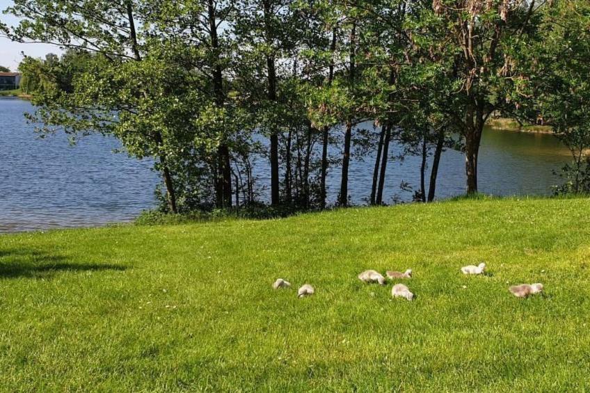 Waldhaus57 Silbersee - foto 40