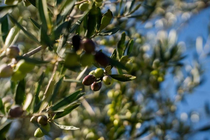 Aneli Luxury Villas, Villa Alexandra 7 Schlafzimmer - foto 16