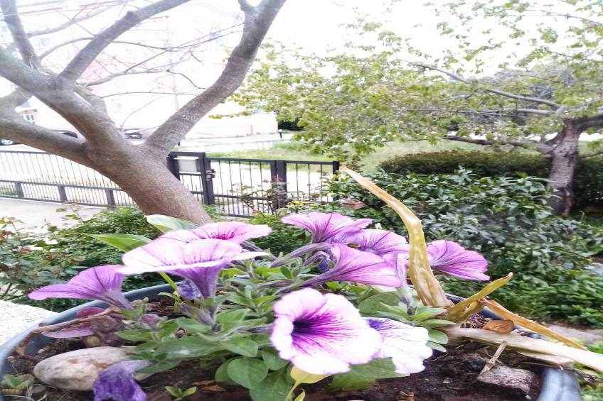 Apartments Vanja Škara Biograd - Two Bedroom Apartment with Terrace (Dvica) - foto 15