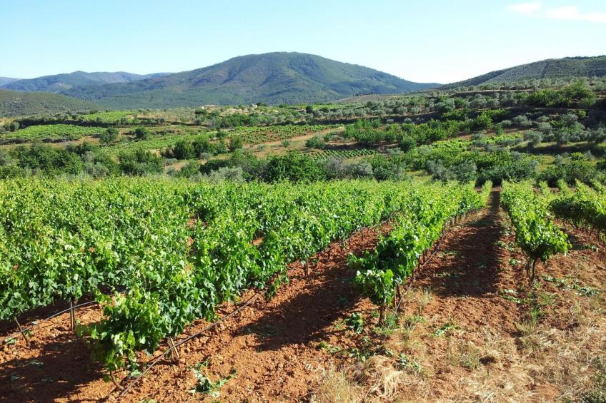 Wohnung in Sotoserrano mit Terrasse und Garten - foto 29