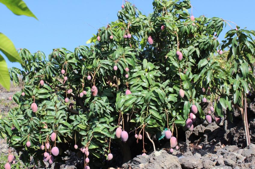 in Monte Breñas mit Grill, Terrasse und Garten - foto 28