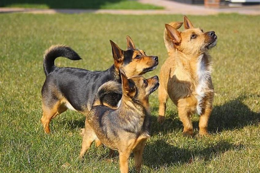 Anwesen "Oranjehorst" - foto 17