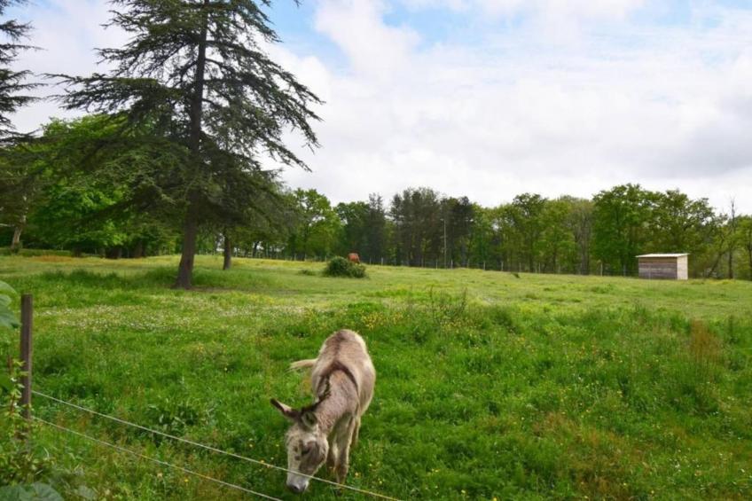 Ecolodge en Sequoia - foto 15