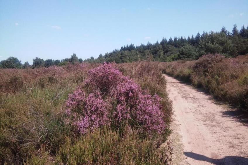 Landgoed De IJsvogel 8 - foto 27