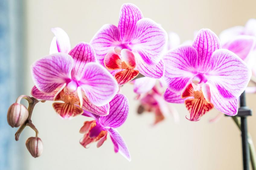 Morteratsch & Grisch - foto 26