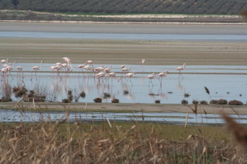 Cortijo Los Alazores - foto 36