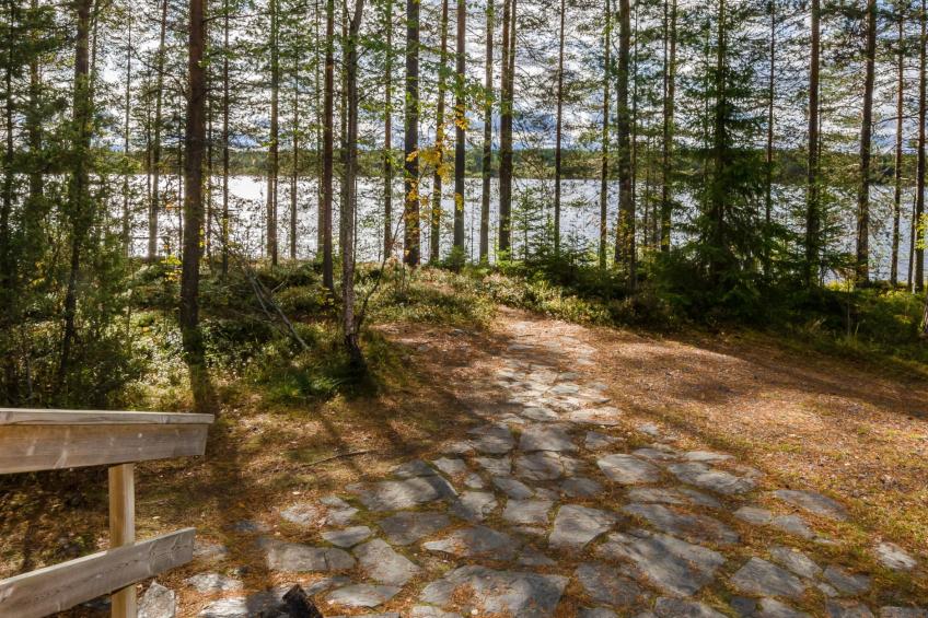 Koli, cjoe067 metsätähti - foto 40