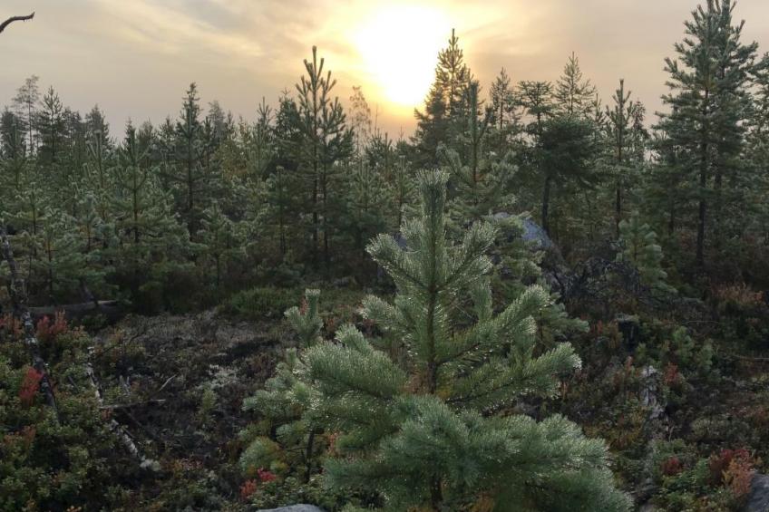 Solbacken Cottage - foto 41