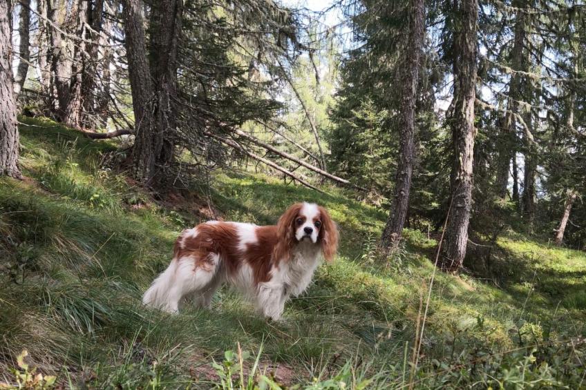 Almhütte Enzian - foto 46