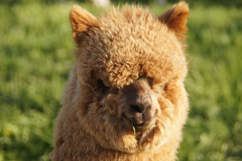 Alpakahof Ferien - foto 24