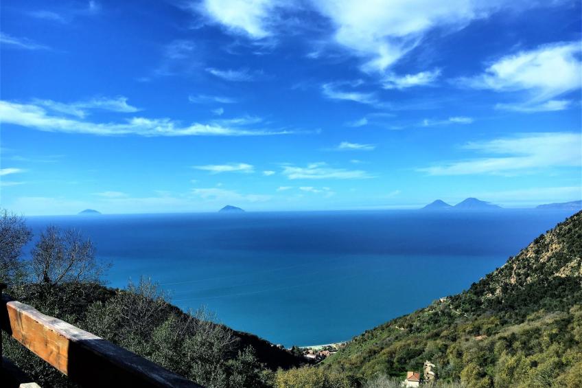 Flache Zeder - foto 13