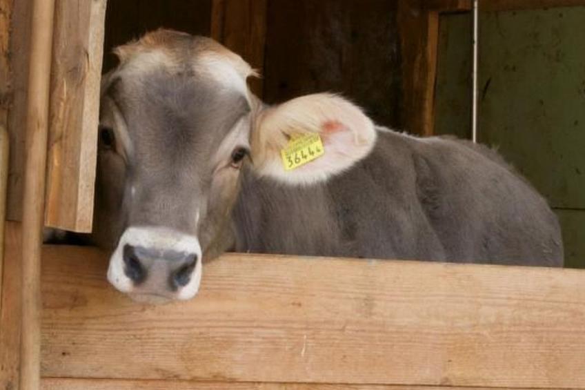 Hasenbüel - foto 20