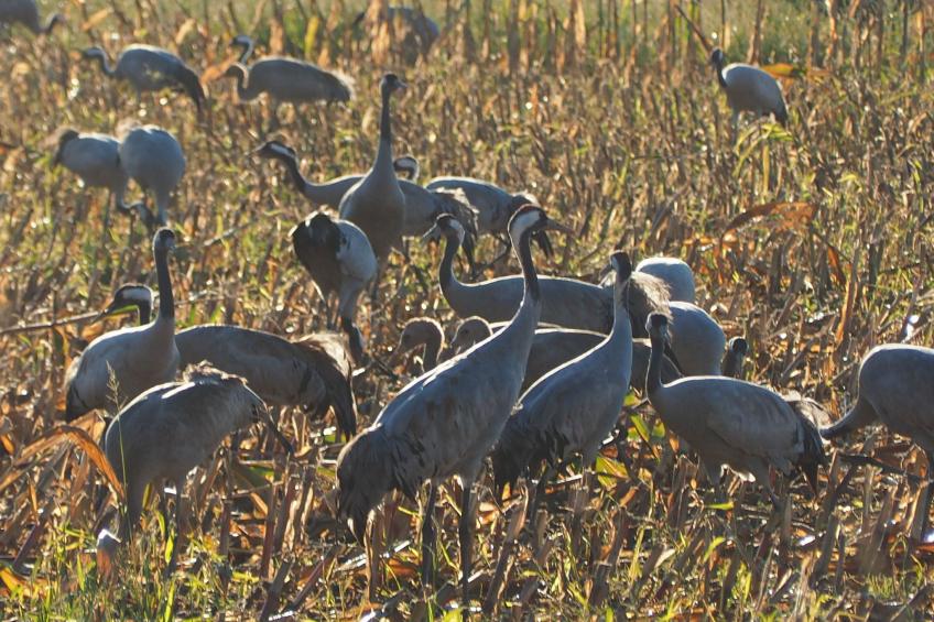Morgensünn- Nette Wohnung in Althagen mit Terras - foto 19