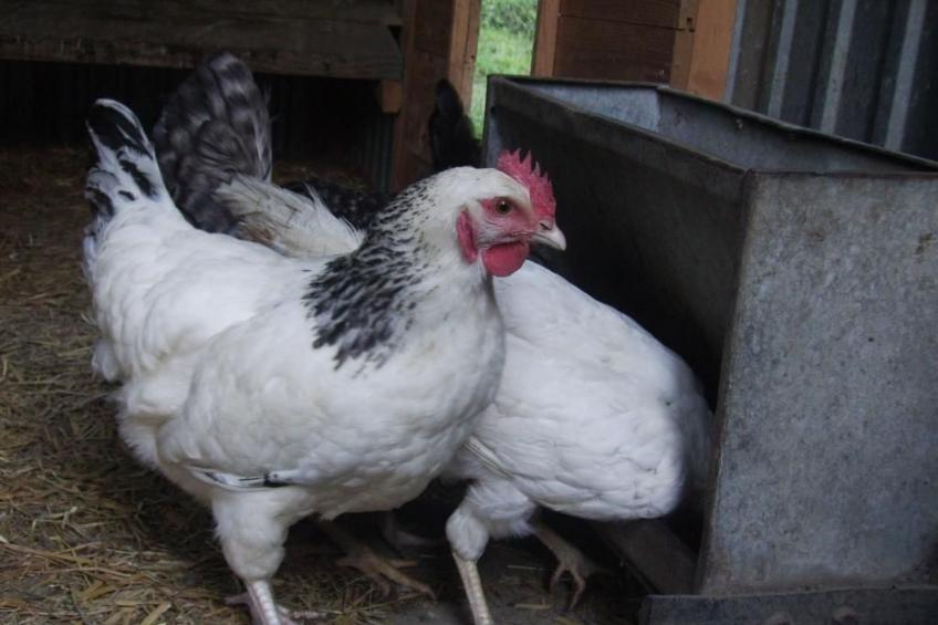 Hof Rodenkrog Fewo 1 - foto 41