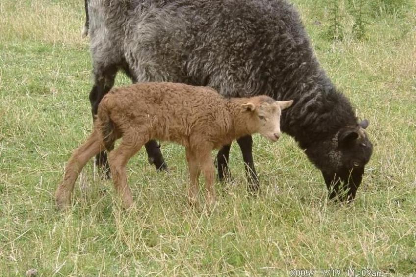 mit Meerblick - direkt an der Ostsee - foto 13