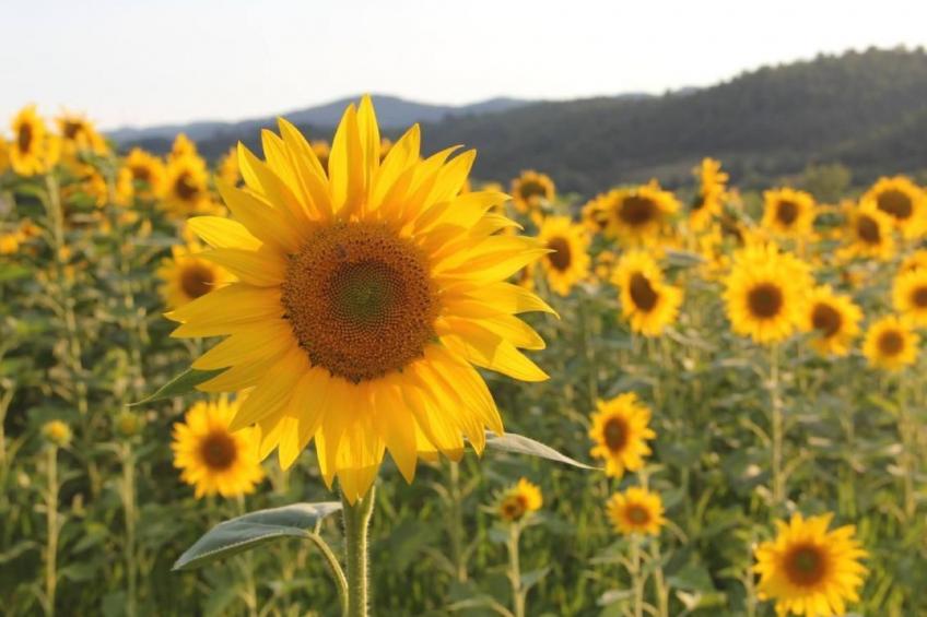 Villa mit privatem Spa und beheiztem Pool - foto 35