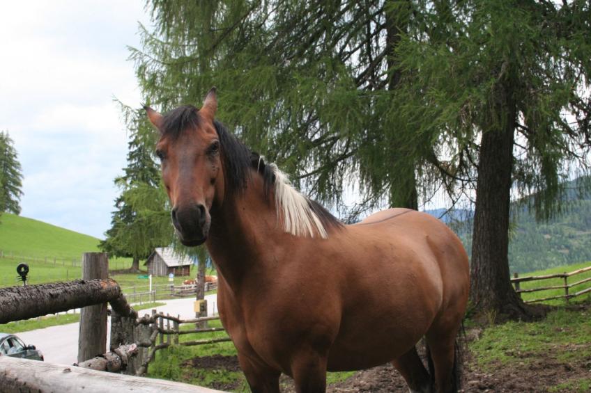 in Pruggern mit Terrasse und Garten - foto 38