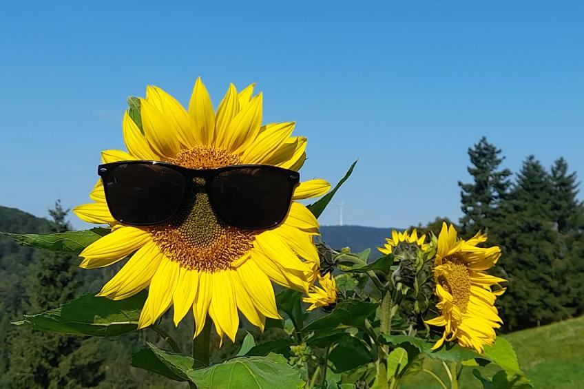 Schwarzwaldstübchen - foto 23