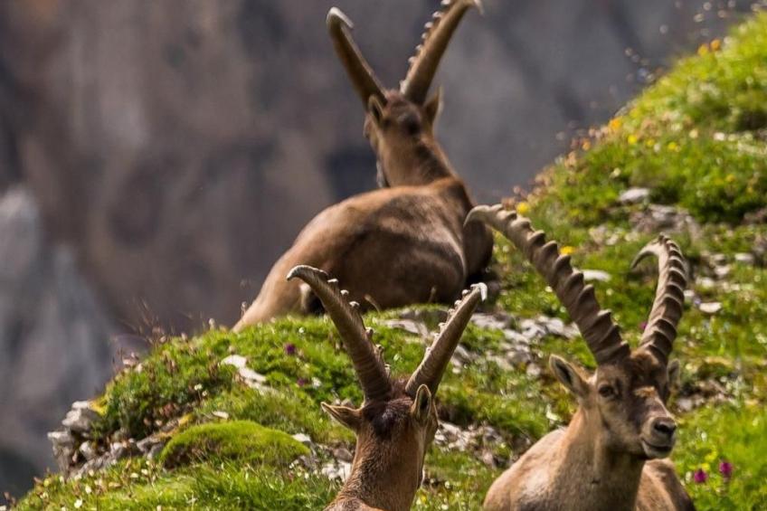 As Träumli - foto 16