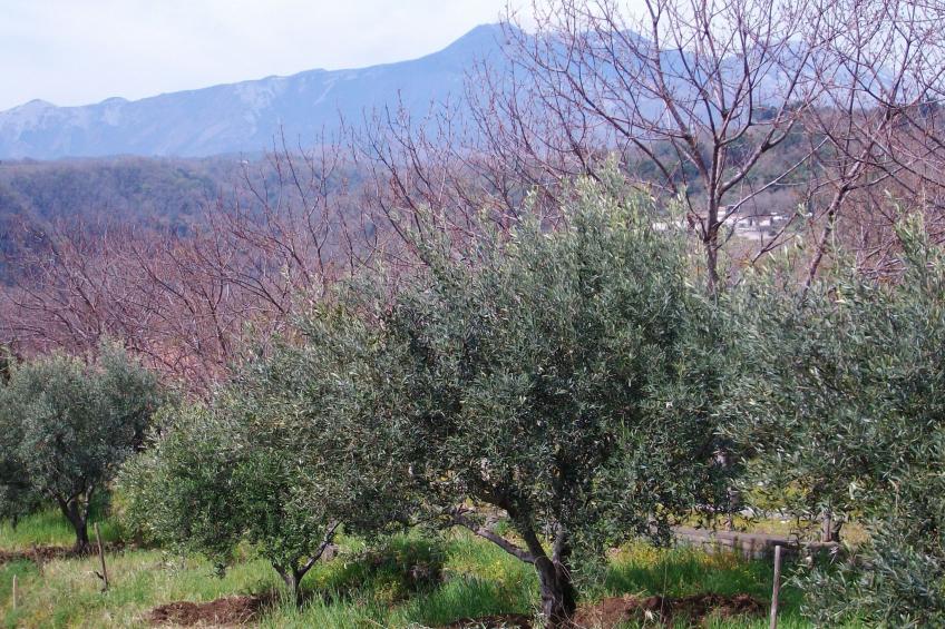 Anwesen "Casa Malù" mit Blick aufs Wasser - foto 44