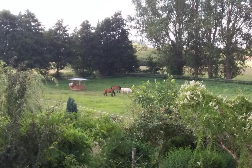 Schwalbennest - foto 38