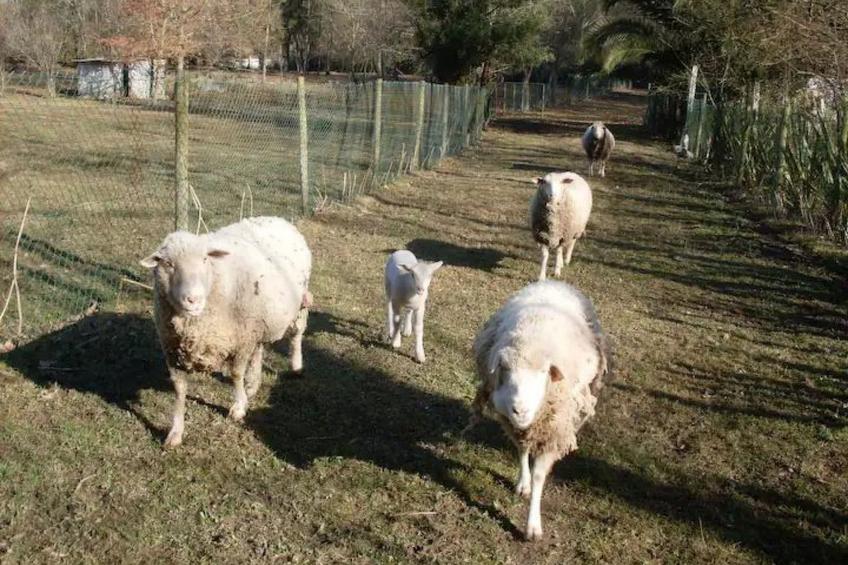 Maison du Moulin in Bauernhof - foto 53