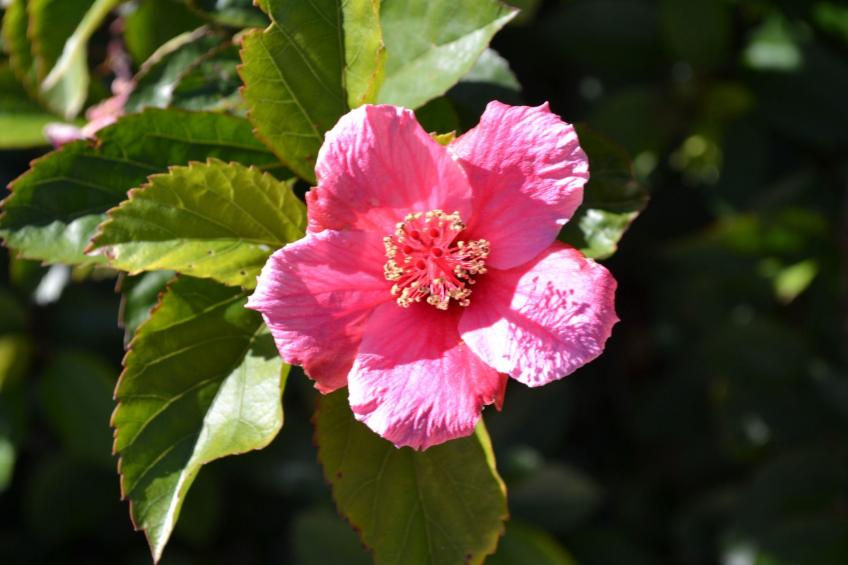 Luxuriöse Privatvilla mit Infinity-Pool - foto 12