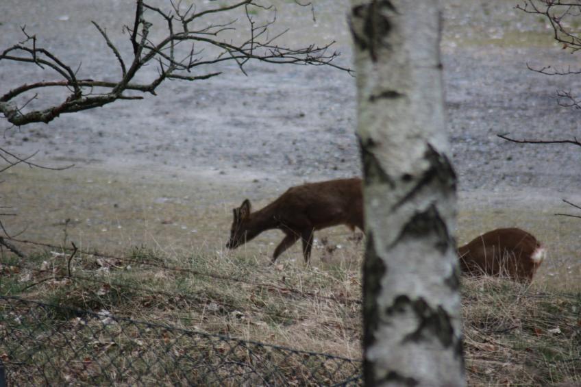 Fewo Goslar Harz - foto 29