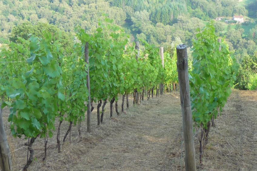 Lindenhaussiedlung mit Gemeinschaftspool - foto 39