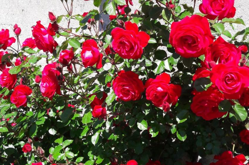 Miniloft-Siedlung mit Schwimmbad - foto 13