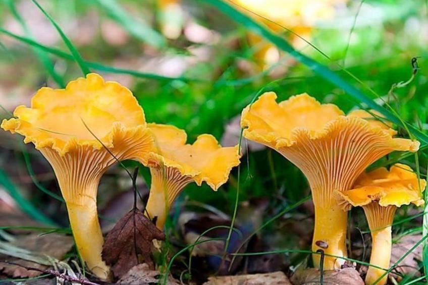 in Drag mit Möblierter Terrasse - foto 40