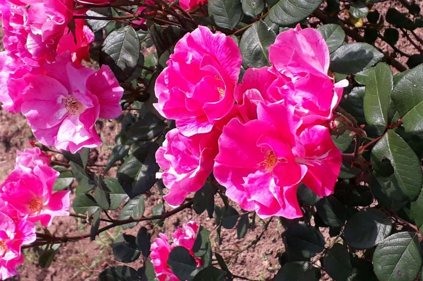 Quinta D'Avó Amélia, wunderschönes Landhaus zwischen den Bergen und dem Meer - foto 48