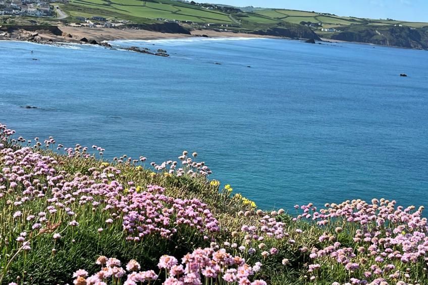 Sea Thrift at Widemouth Bay - foto 9