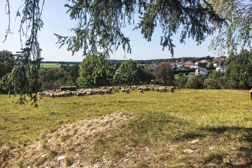 Ferienhaus - foto 15