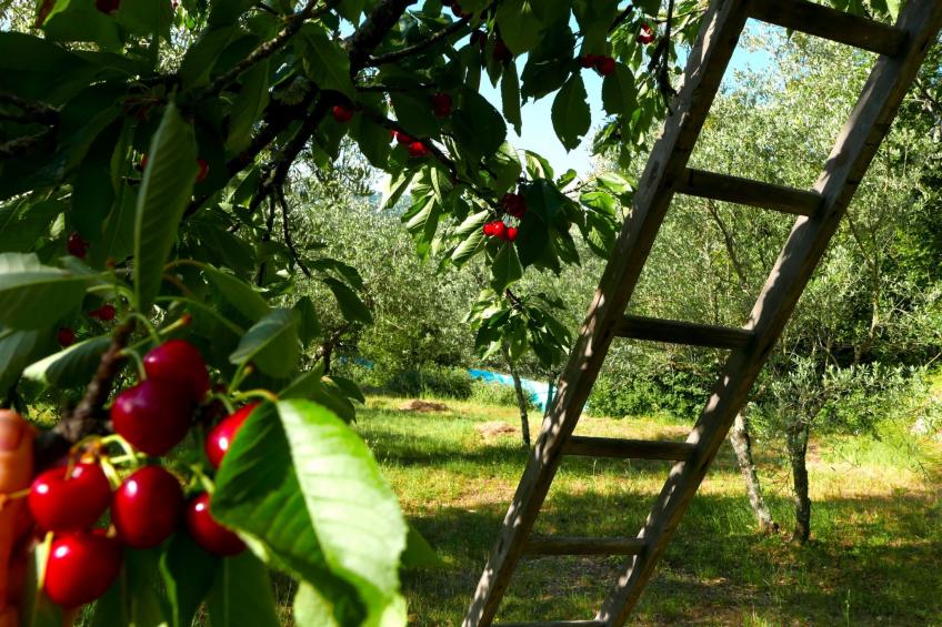 Charmantes Ferienhaus in Ciciano mit Grill, Garten und gemeinsamem Pool und Pan - foto 15
