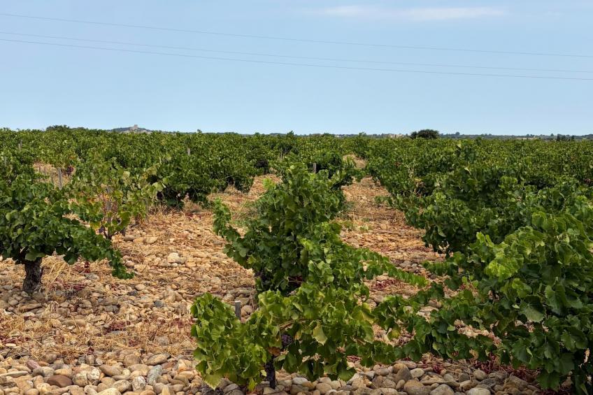 Sorgue 9 - foto 44