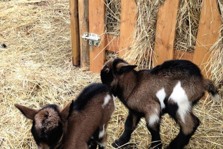 Domaine des Bories - foto 13