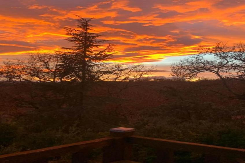 Coccinelles - foto 30