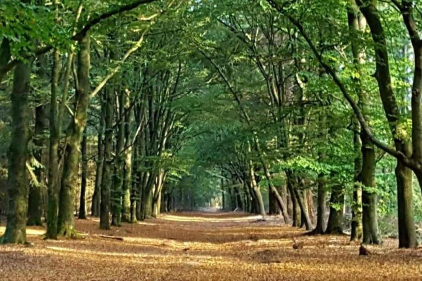 De Pimpernel - foto 34