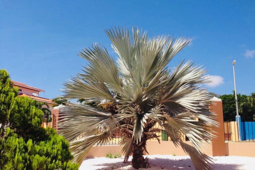 Nettes Apartement in Cas Grandi mit Eigenem Grill - foto 20