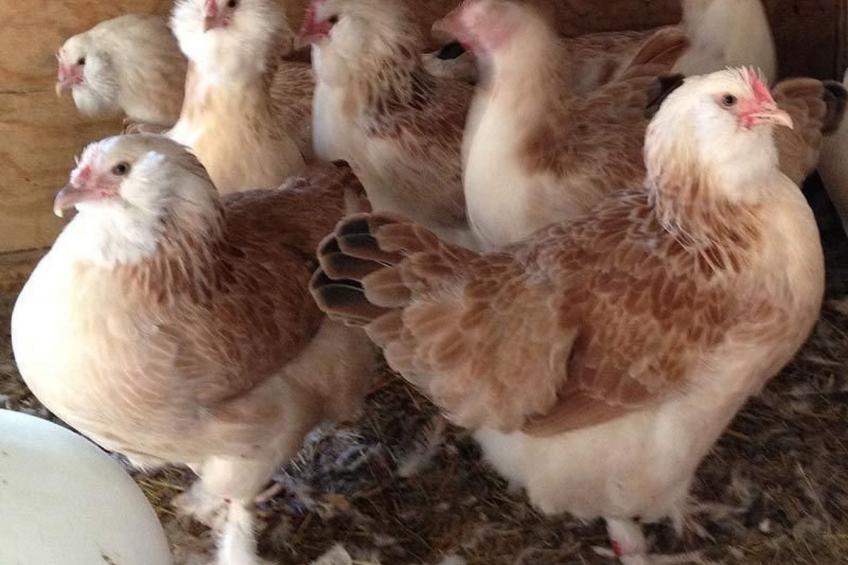 am See Skagern - foto 10